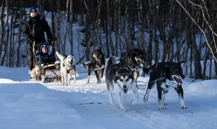 4hr Dog Sledding Trip on Finnmarksvidda