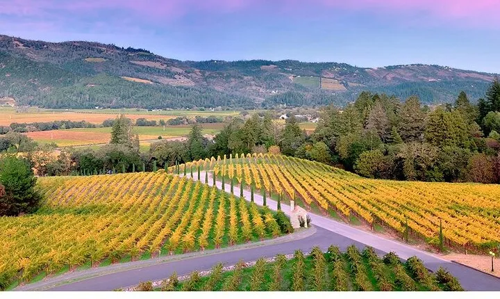 6 Hour Custom Napa or Sonoma Private Wine Tour