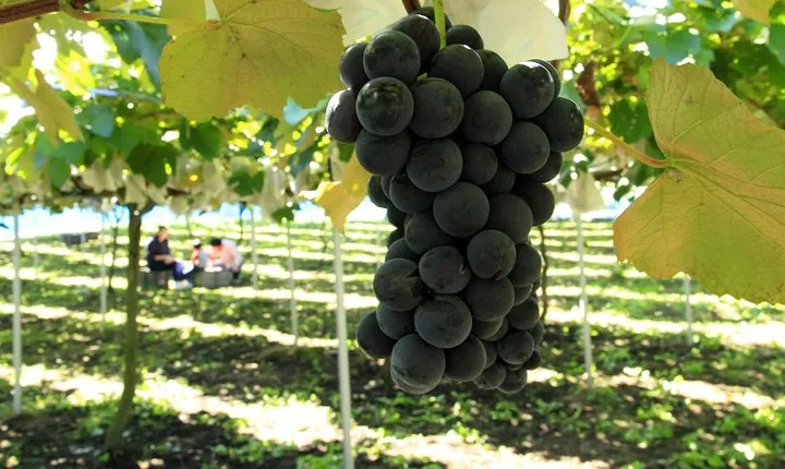 Private Full-Day Tour with Fruit Picking and Great Wall of China