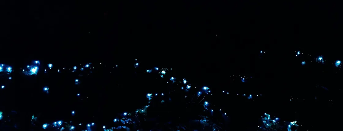 Evening rainforest and glow worm tour