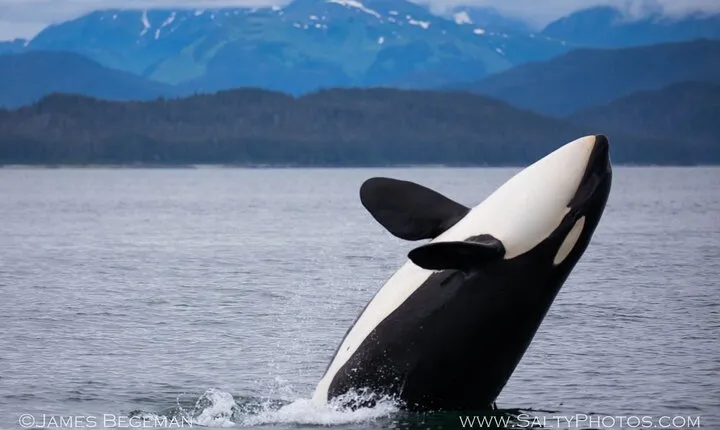 "Catch of the day" Whale-watching, Icy strait point, Hoonah