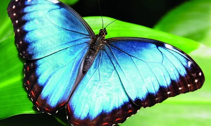 Monteverde hiking bridges & Chocolate- coffee & SUGAR cane tour