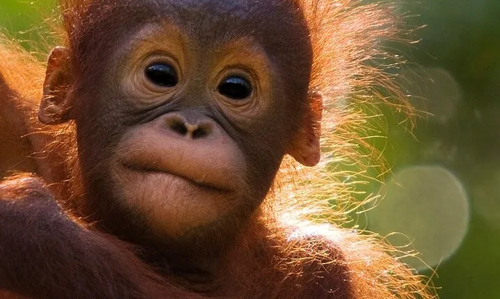Orangutan Tour Tanjung Puting 2Nights