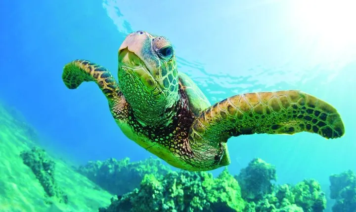 Waikiki Catamaran Snorkel Sail with Lunch: Turtles Guaranteed