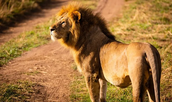 3 Days Serengeti and Ngorongoro Midrange Group Safari