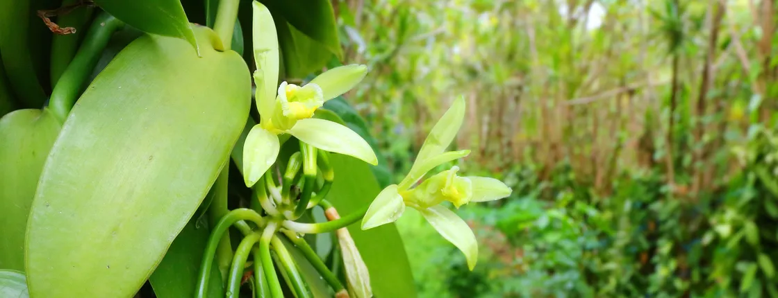Zanzibar spice plantation half-day private tour