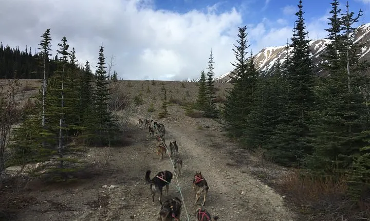 Sled Dog Adventure and Pan for Gold in the Yukon