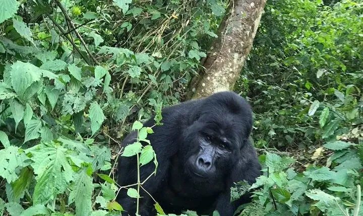 3 Days Uganda Gorilla trek Safari Tour