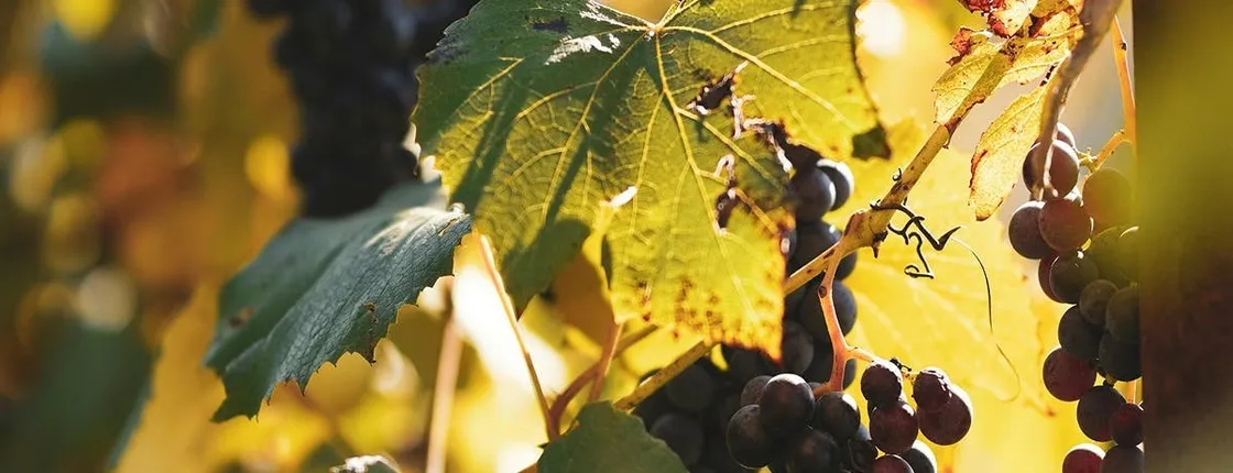 La Rioja guided tour with wine tasting from Logroño
