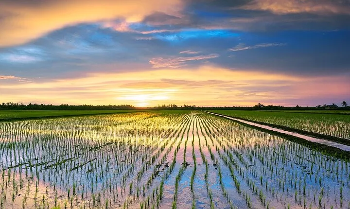 Sekinchan Paddy Field, Fishing Village & Redang Beach Tour from Kuala Lumpur