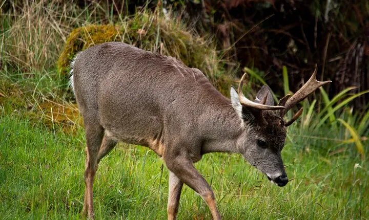 Private Tour Deer in the Chingaza Páramo and Suasie Trail