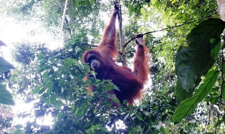 All-in 3N/4D Bukit Lawang Tour For School