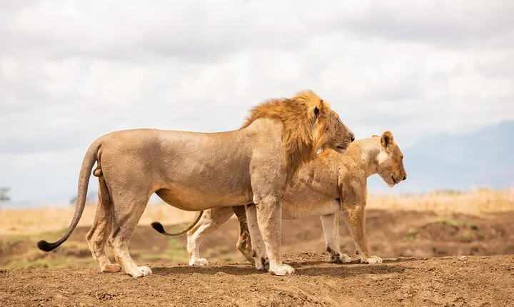 3 Days Private Mikumi National Park Wildlife Encounter Safari Tour