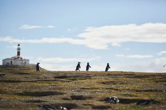 Marta and Magdalena Islands tour from Punta Arenas