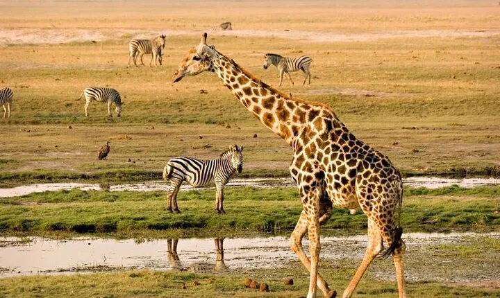 Nairobi National Park Group Tour