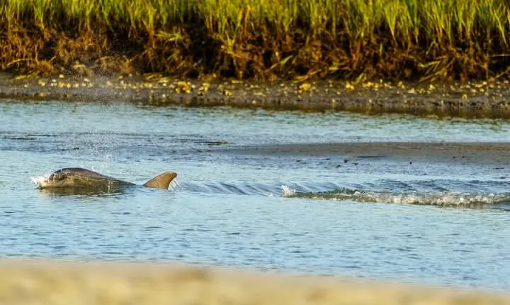 Sunset Dolphin Eco Tour
