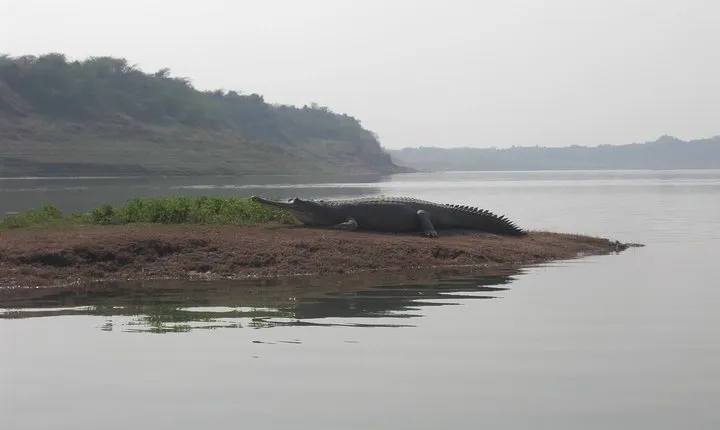 Chambal Safari - Same Day Excursion From Agra