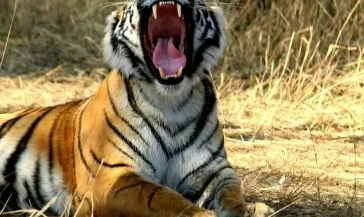 Golden Triangle Tour with Ranthambore 5 Days
