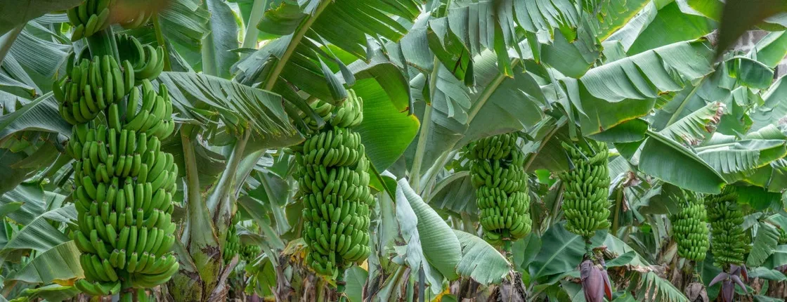Banana World Guided Tour in Gran Canaria