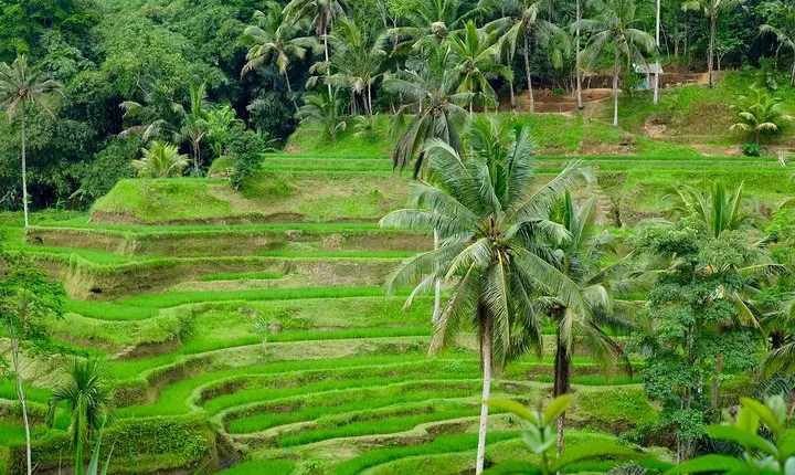 Private Ubud Tour with Hidden Waterfalls
