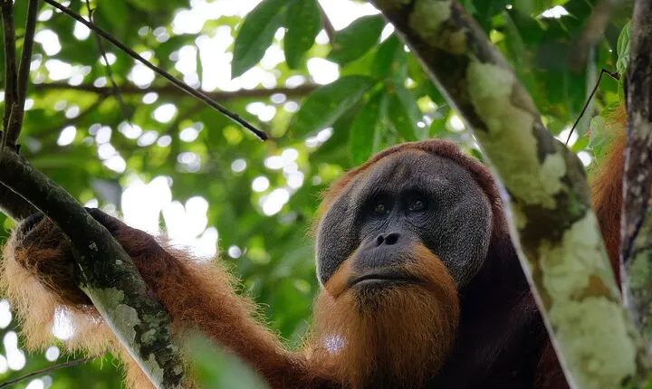 3 Days Bukit Lawang Tour (Happy Jungle)