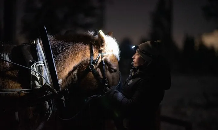 Traditional Finnhorse Sleigh Ride at SCV (3km)