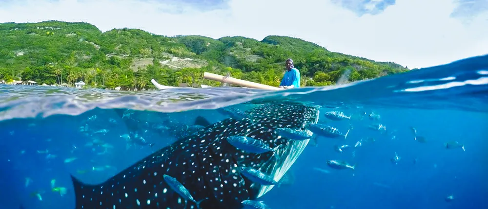 Oslob Whaleshark with Aguinid Waterfalls