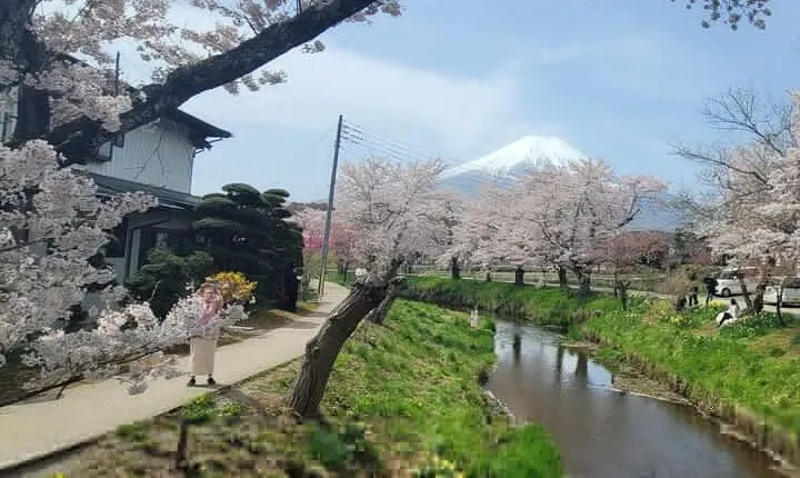 Mt Fuji Day Tour by Car With English Speaking Chauffeurs