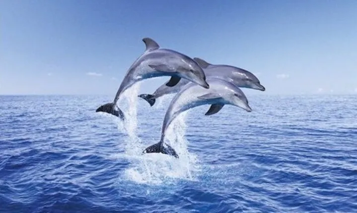 VIP Snorkeling Sea Trip, Swim with Dolphins & Lunch :Hurghada