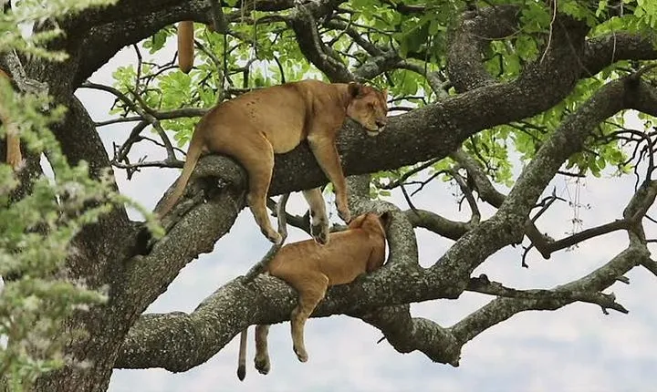 8 days Uganda Primate & Wildlife safari tour
