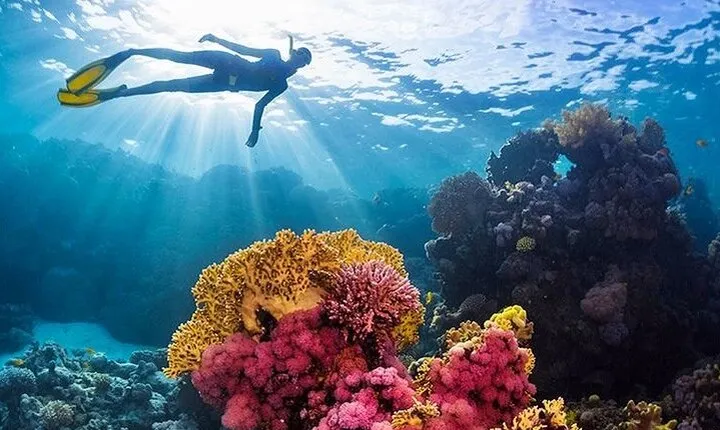 Snorkeling at Coral Gardens With Lunch & Transfers - Marsa Alam