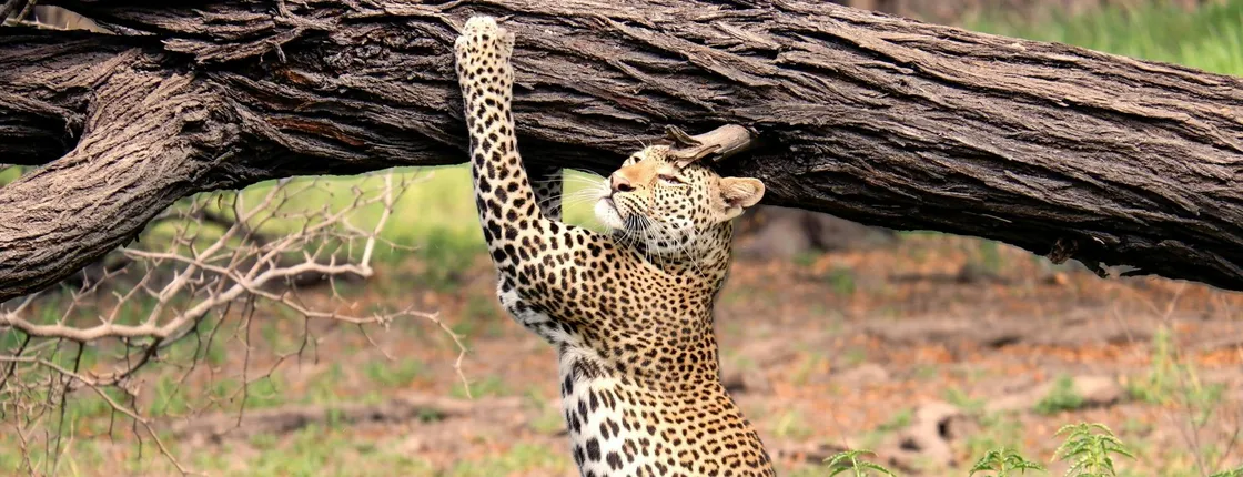 Nyerere National Park two-day safari with two game drives