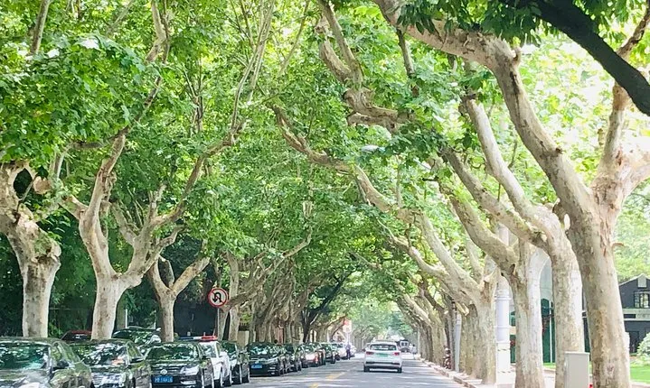 4-Hour Private Former French Concession Walking Tour with Dim Sum