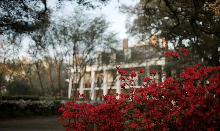 Explore Oak Alley Plantation Guided Tour with Transportation