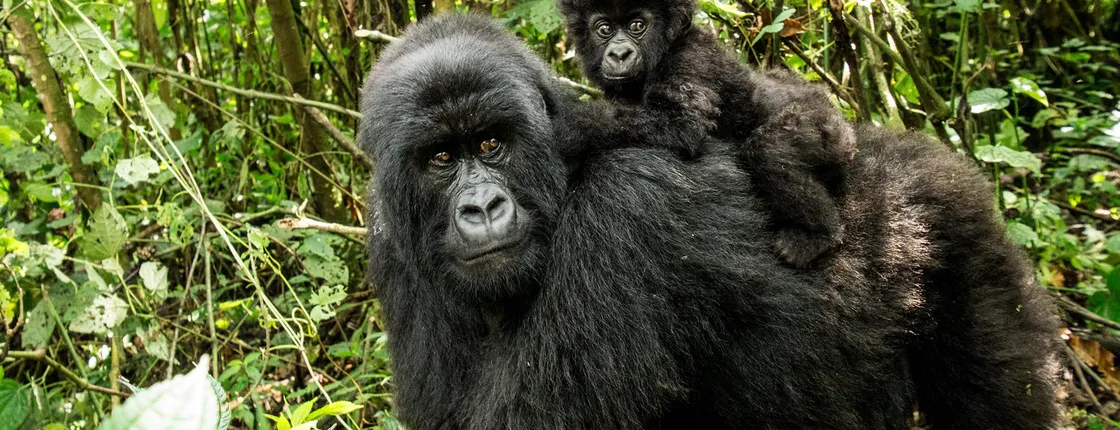 Rwanda & Uganda Gorilla Experience