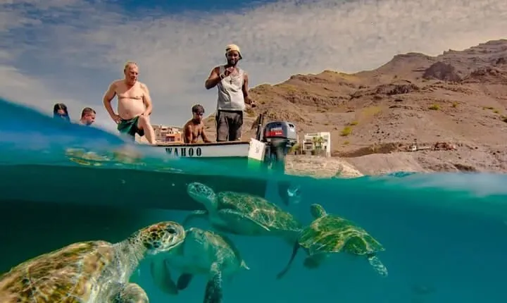 Spectacular experience with sea turtles