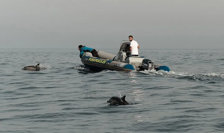 Private Tour with Dolphin Watching in Algeciras Bay