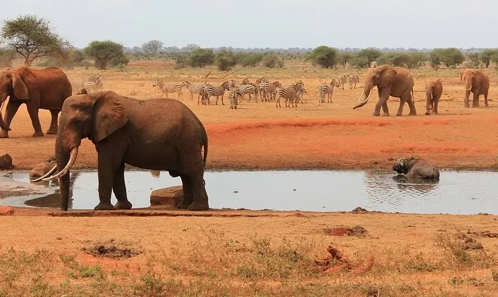 3 Days 2 Nights Tsavo East and West National Park Safari Tour