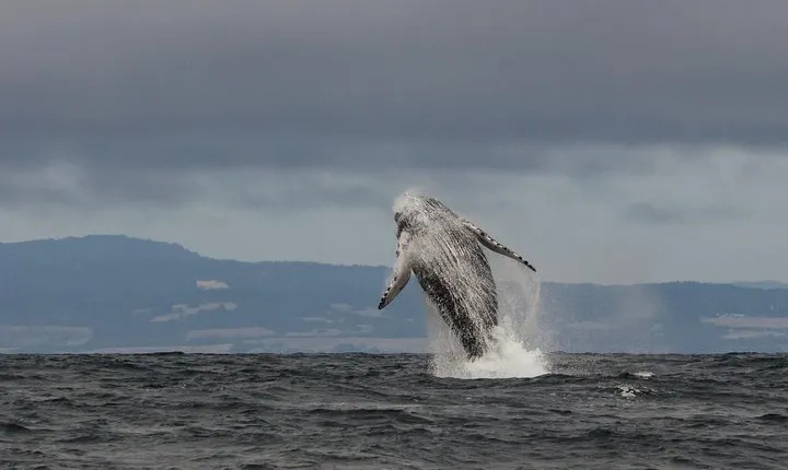 Whale Watching Monterey Bay semi-private limited to 6 people max