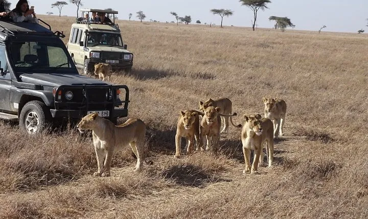 Private game drive safari Tour in Maasai Mara