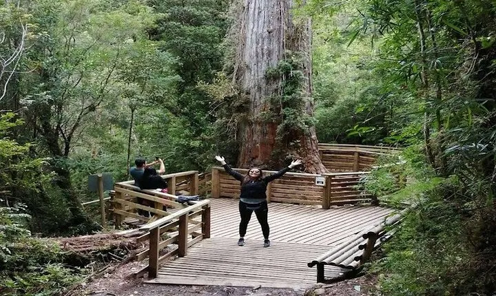 Alerce Andino National Park/Alerce Millenario/Cruises