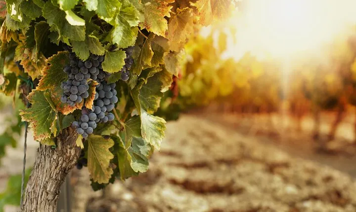 Southern Arizona Private Wine Tour South of Tucson - Sonoita-Elgin Vineyards