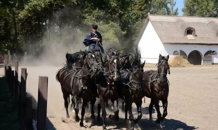 Horseshow on the Hungarian Puszta, private tour from Budapest with entry!