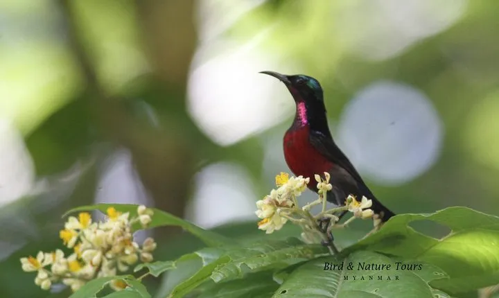 Half-Day Bird Watching Tour in Yangon