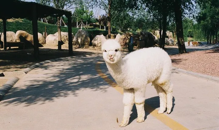 Private Transfer to Beijing Wildlife Park with Self-driving Ride Inside