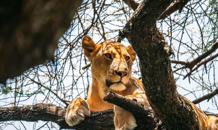 Wonders of Nature: 5-Day Tanzania Wildlife Safari Adventure