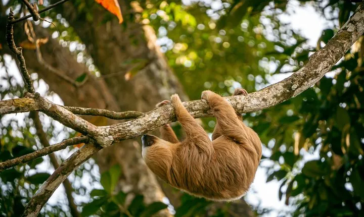 Sloth and Kayak Tour in Punta Uva Beach and Jungle
