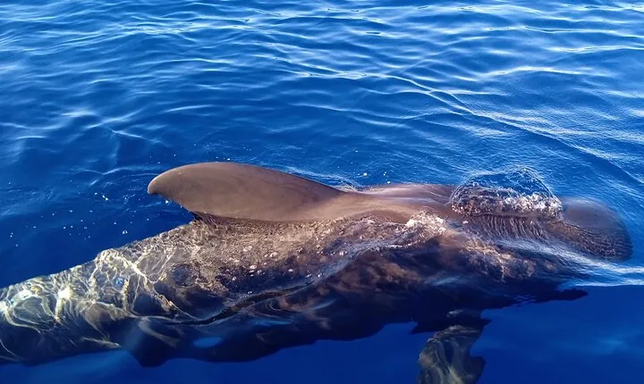 Private Charter 2 Hours Whale Watching Puerto Colon Adeje