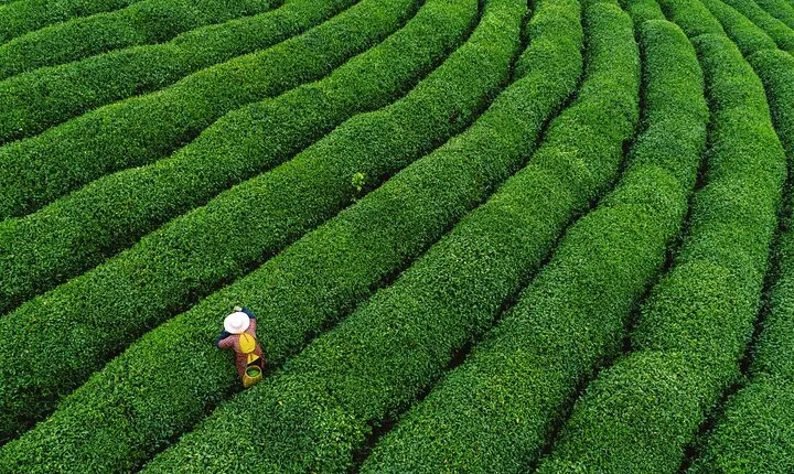 One-Day Hangzhou Dragon Well Tea Culture & West Lake Private Tour