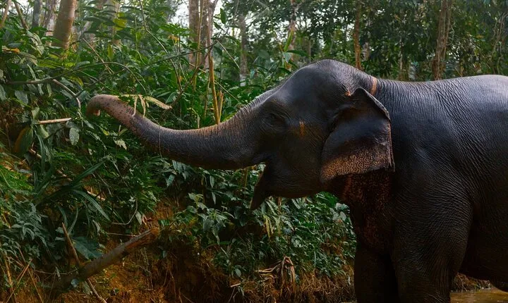 Khao Lak Ethical Elephant Sanctuary Small Group Tour